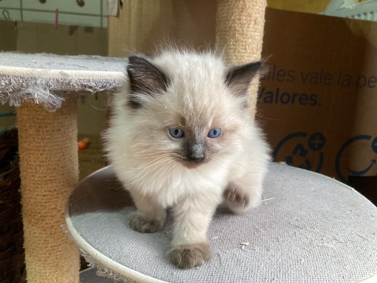 Ragdoll Cats Kittens for Sale in England Gumtree