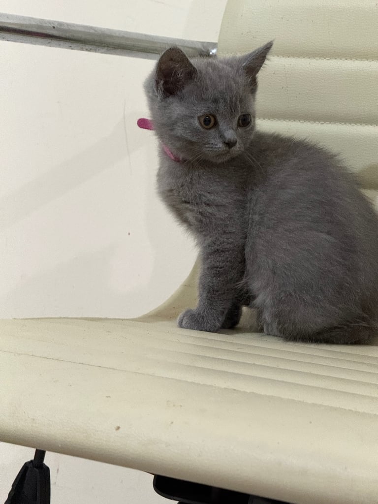 Cute & Playful Kittens Looking for a Loving Family 🏡🐾