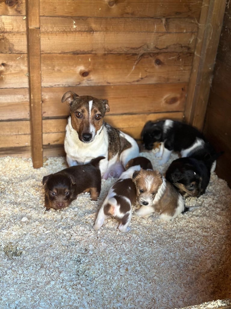 image for Jack Russell puppies 3 boys 1 girl left 