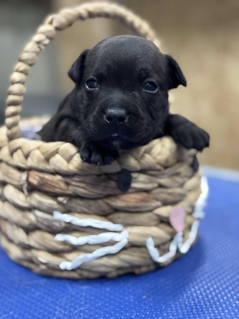 Staffordshire Bull Terrier Pups