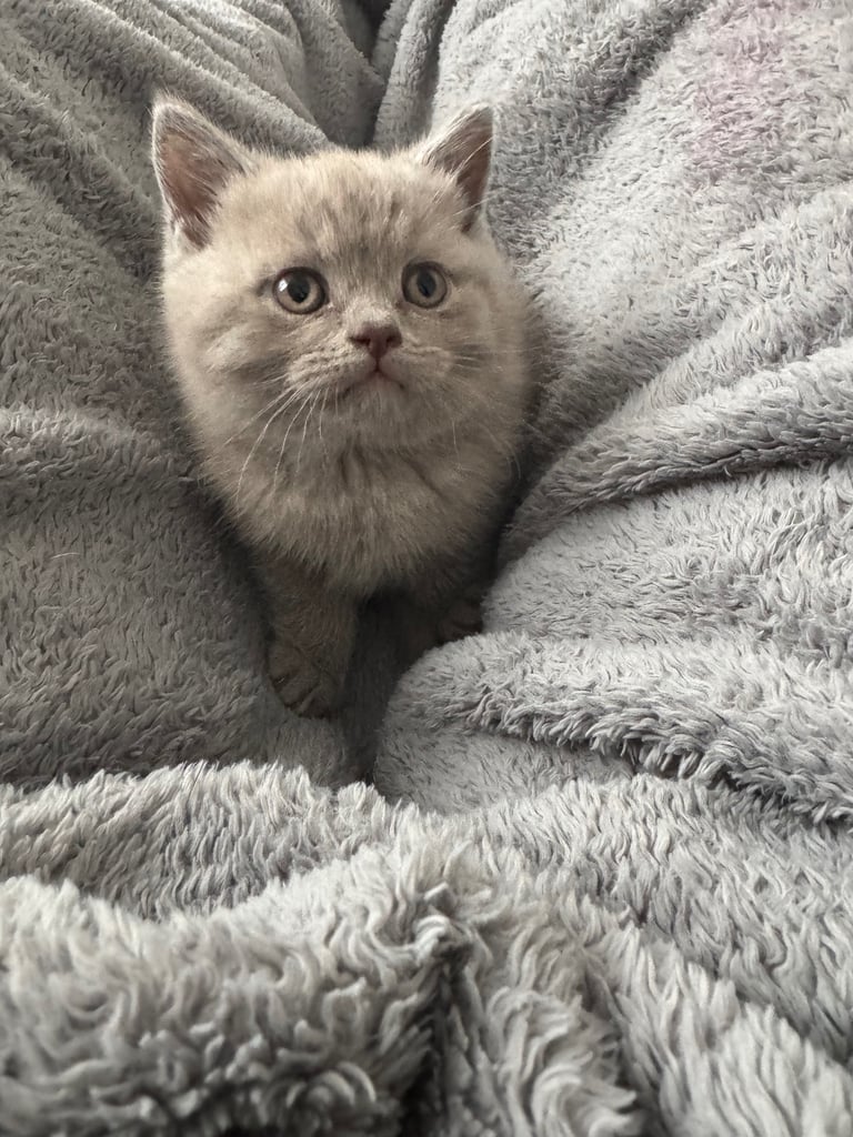 British shorthair kittens 