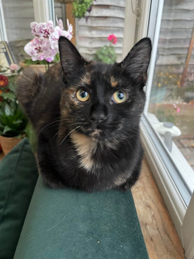 Beautiful kitten