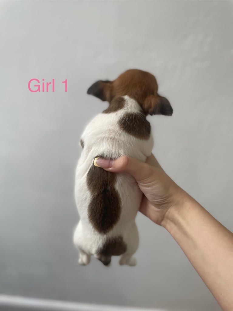 Beautiful Jack-Tzu puppies in Derby
