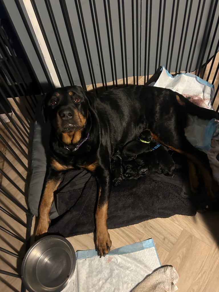 Beautiful Rottweiler pups