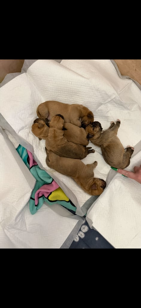 Cross/mixed breed Shih Tzu Puppies