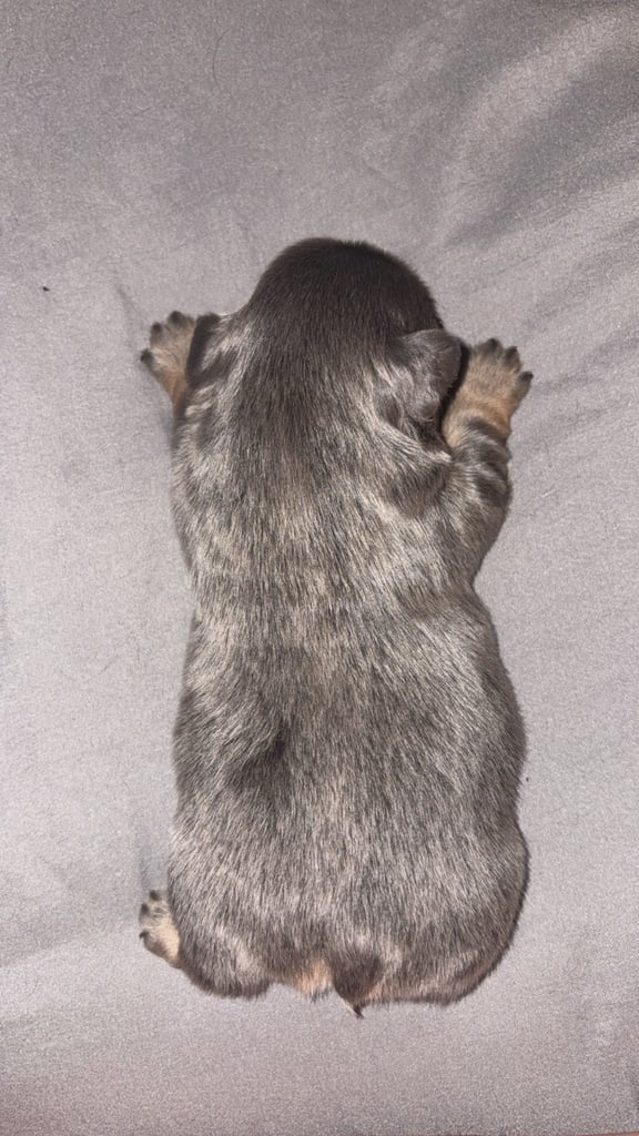 1 week old fluffy French bulldogs 