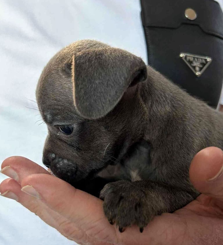 French Bulldog x Staffy - Puppies ( Price Reduced 4 LEFT )