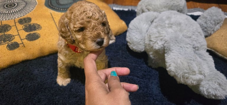 Adorable Hypoallergenic Cockapoo Puppies 