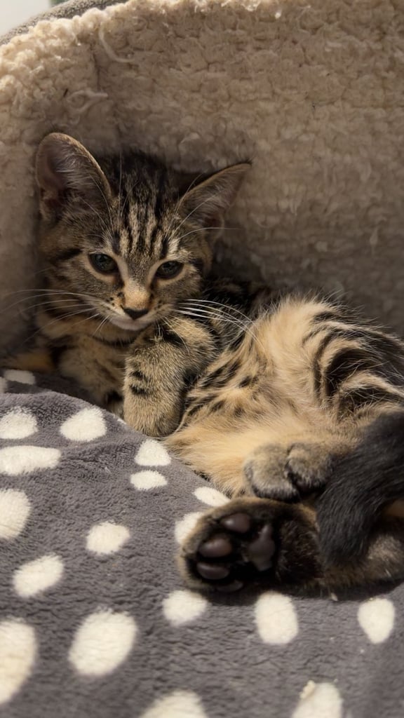 🐾 10 week old Female Bengal x Tabby Kitten ready for REHOMING! 🏡