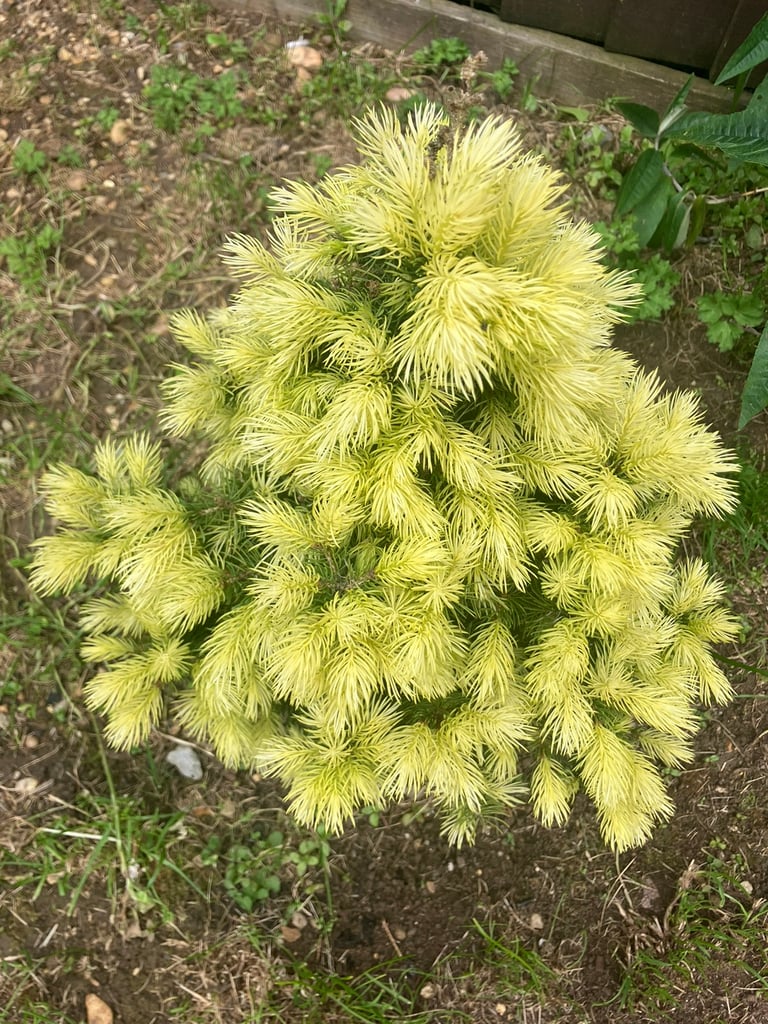 Picea glauca var. albertiana ‘J.W. Daisy’s White’ (White Spruce) Dwarf Evergreen Conifer 