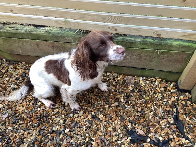 Springer Spaniel ( Girl )