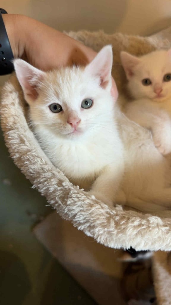 Beautiful kittens