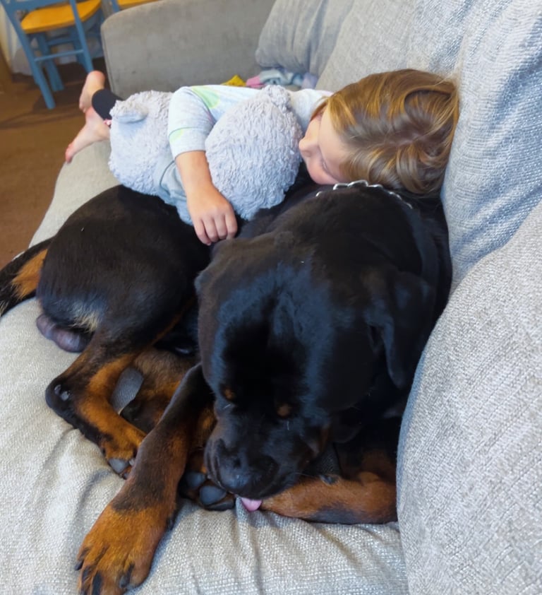 Rusty the Rottweiler 