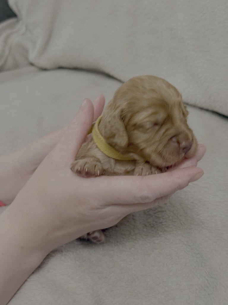Cocker spaniel puppies for sale