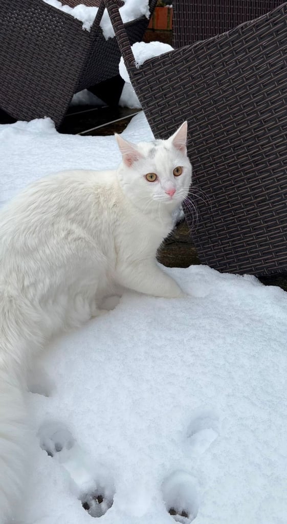 Beautiful Siberian white long hair male cat