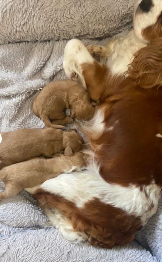 Cavapoo