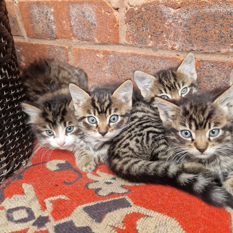 Lovely  fluffy kittens