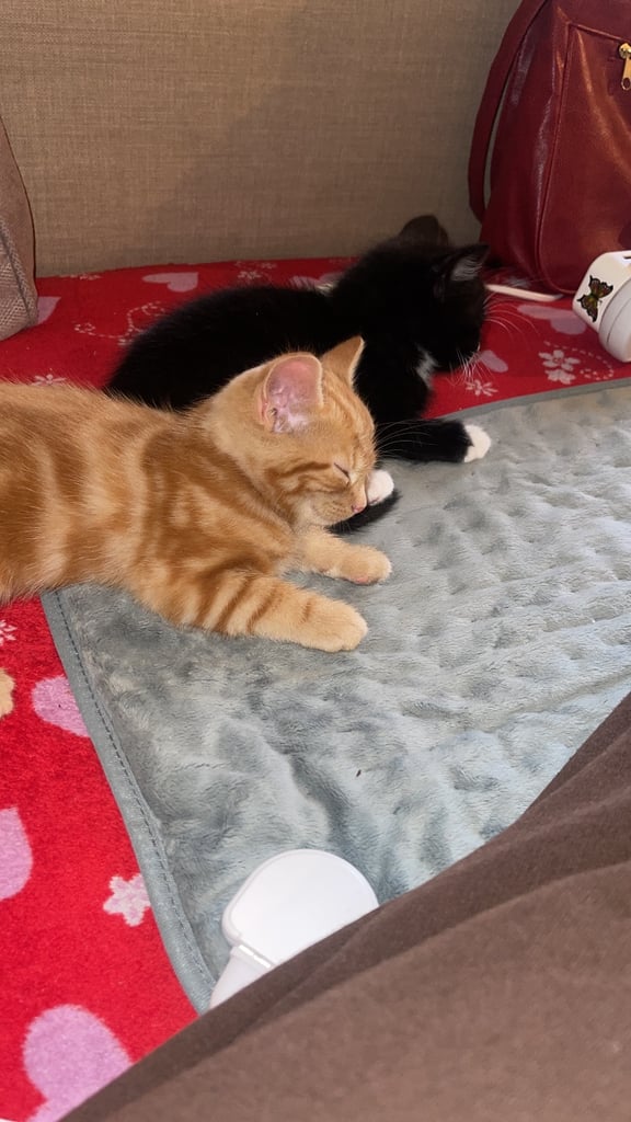 Two boy kittens 