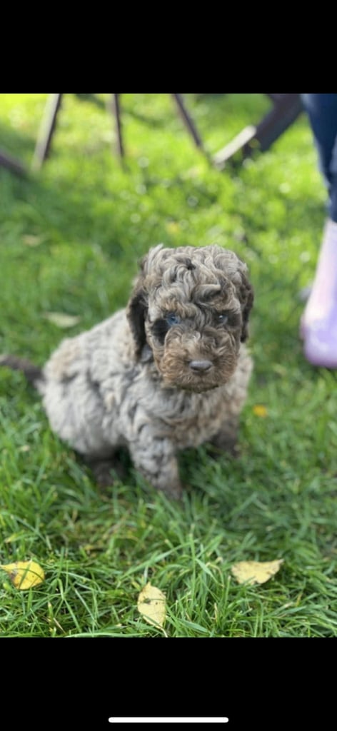 Stunning cockerpoo boy 