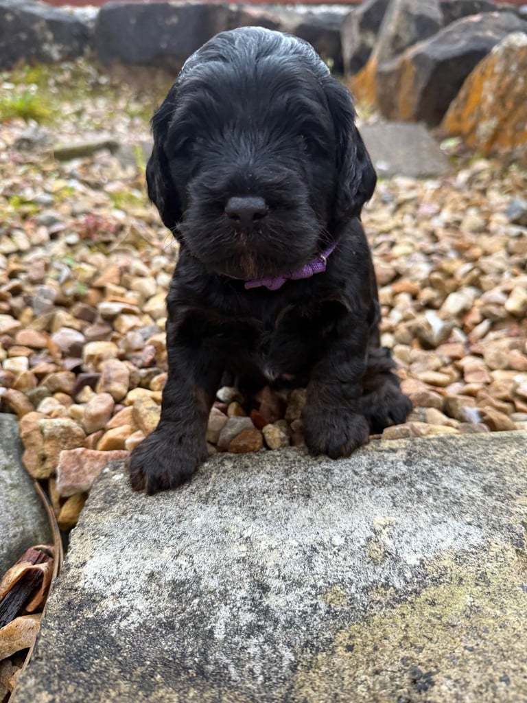 Cockapoo Girl Puppy F1 : 6weeks Old