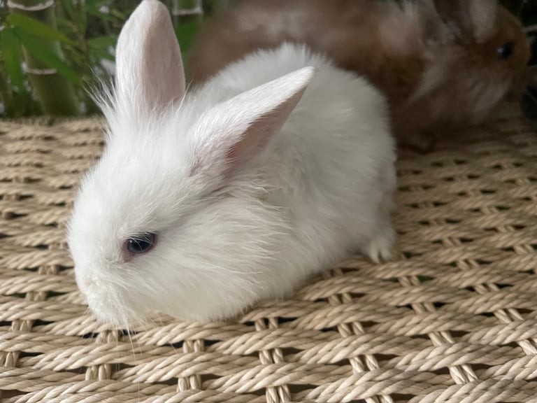 Selling Beautiful Blue eyed baby bunnies in pairs! Manchester based