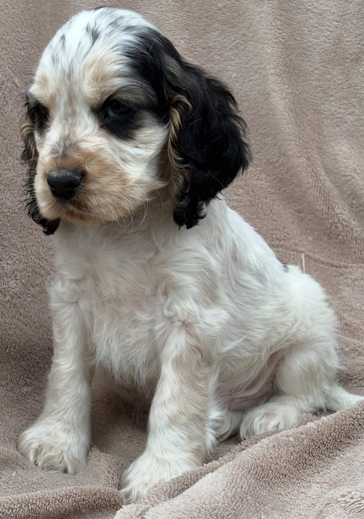 Show cocker spaniels