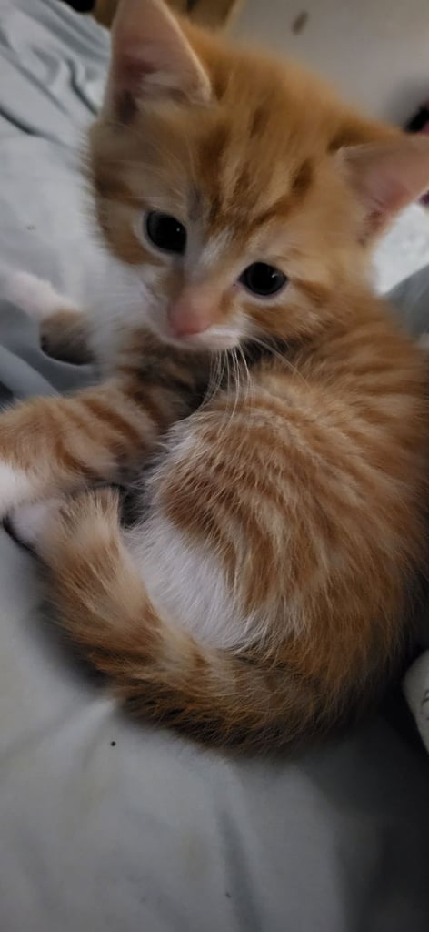 Ginger Kittens – Ready Mid-October – £180 Each