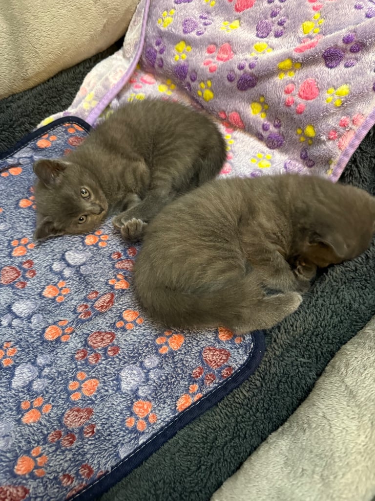 Ragdoll x British shorthair mix kitten 