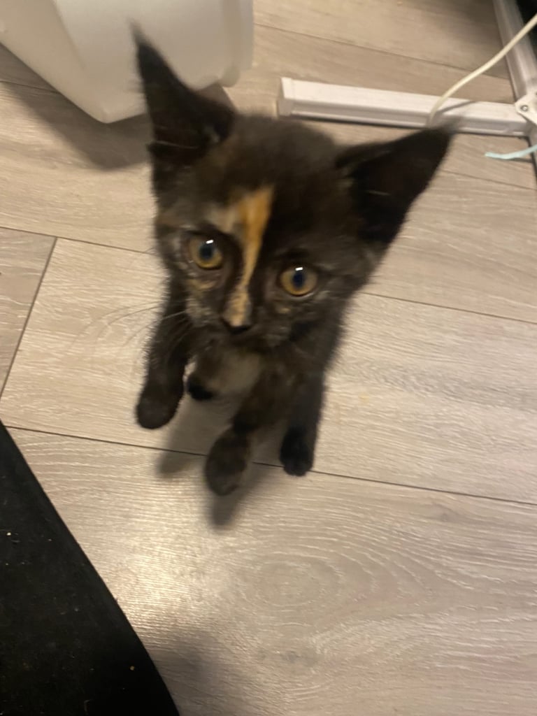 British long and short hair girl kitten 