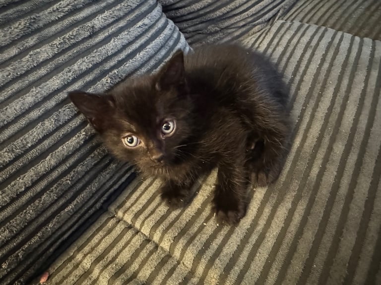 7 week old Kittens for sale 
