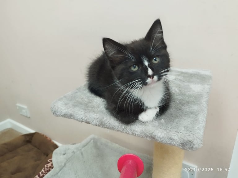 Ragdoll Mix kitten Boy 