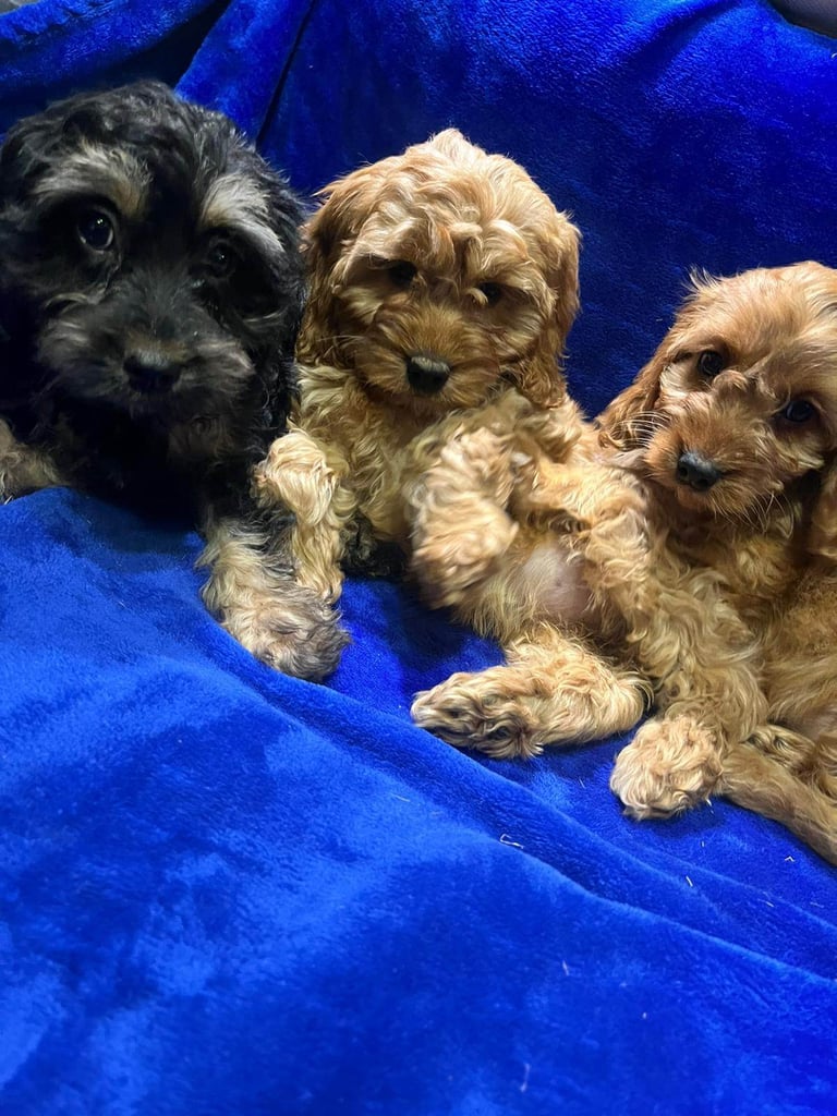 Cockapoo puppy's 
