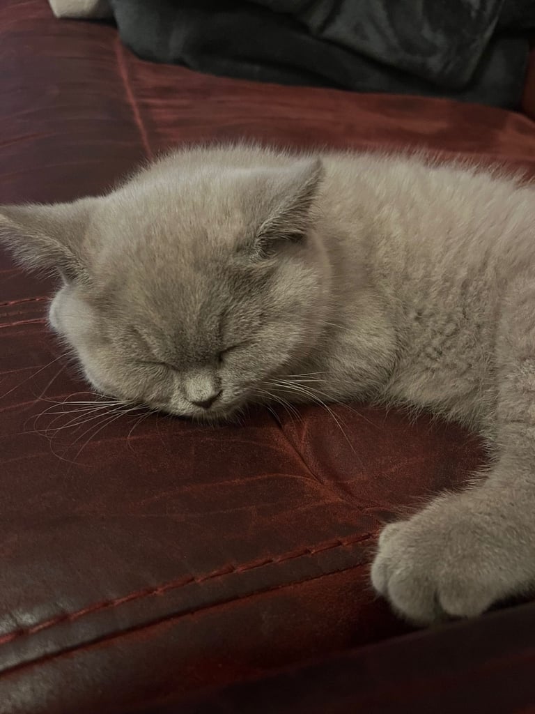 British Shorthair Kitten for Sale (Male)