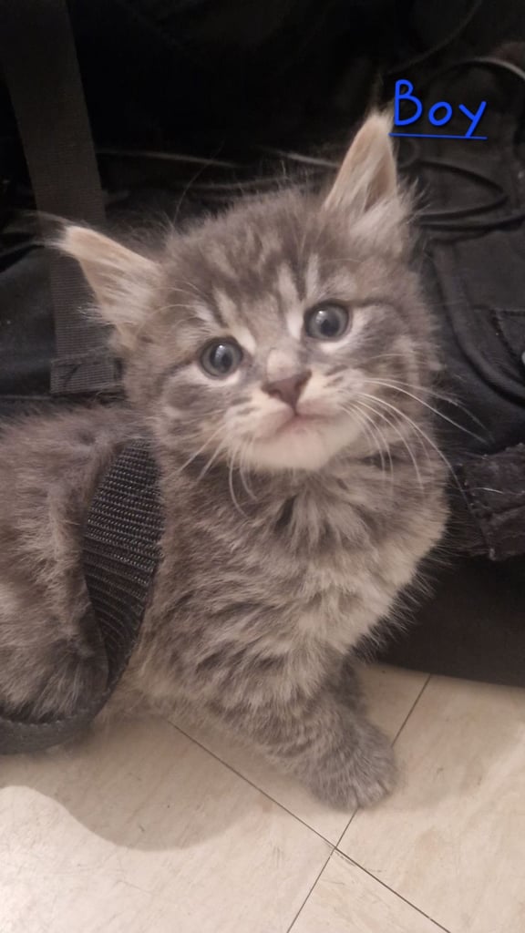 image for 3 Kittens For Sale 