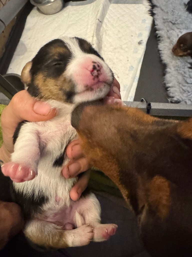 Jack Russell puppies available end of novemeber 