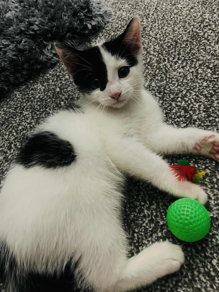 1 male kitten white & black 