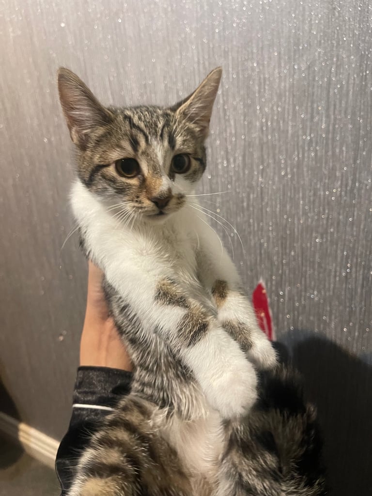 image for Kitten for sale 