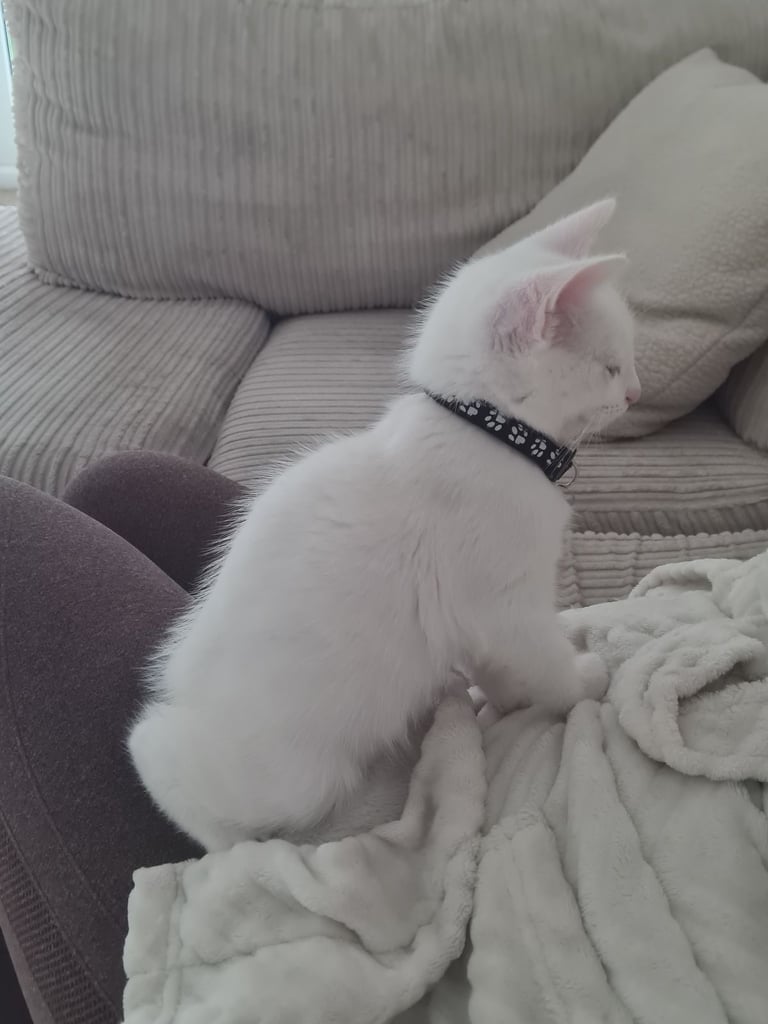 Male White Kitten 