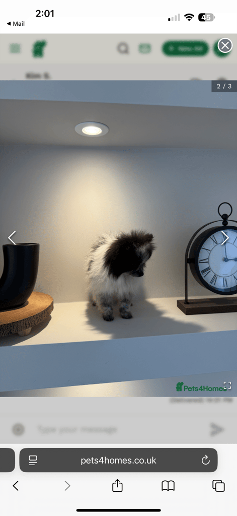 Beautiful xxs Pomeranian puppies 