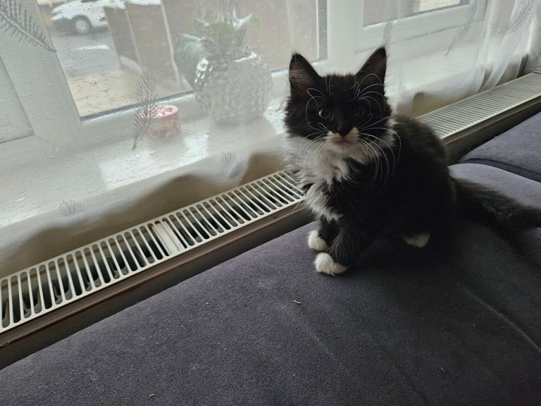 Kitten £100