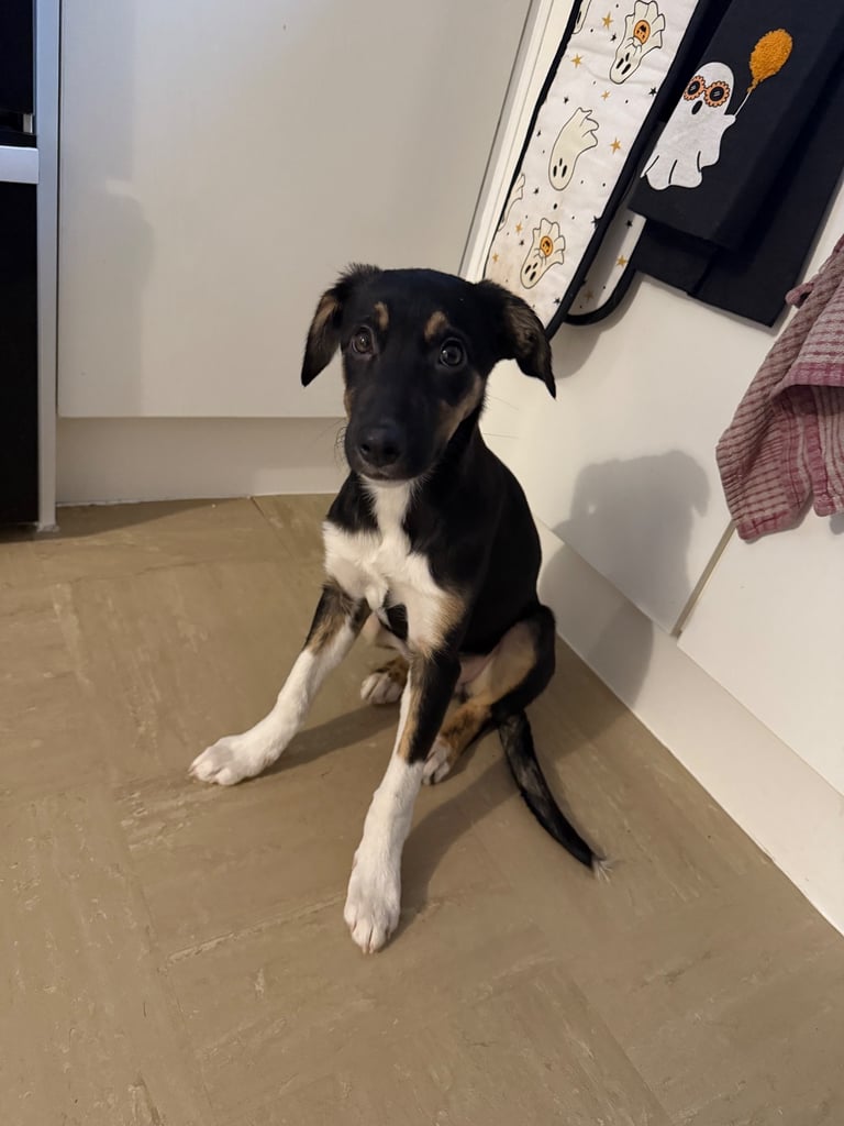 image for 4 month old female collie/lurcher 