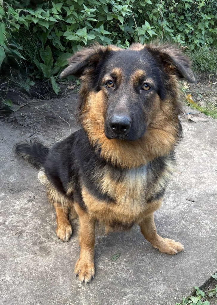 GERMAN SHEPHERD