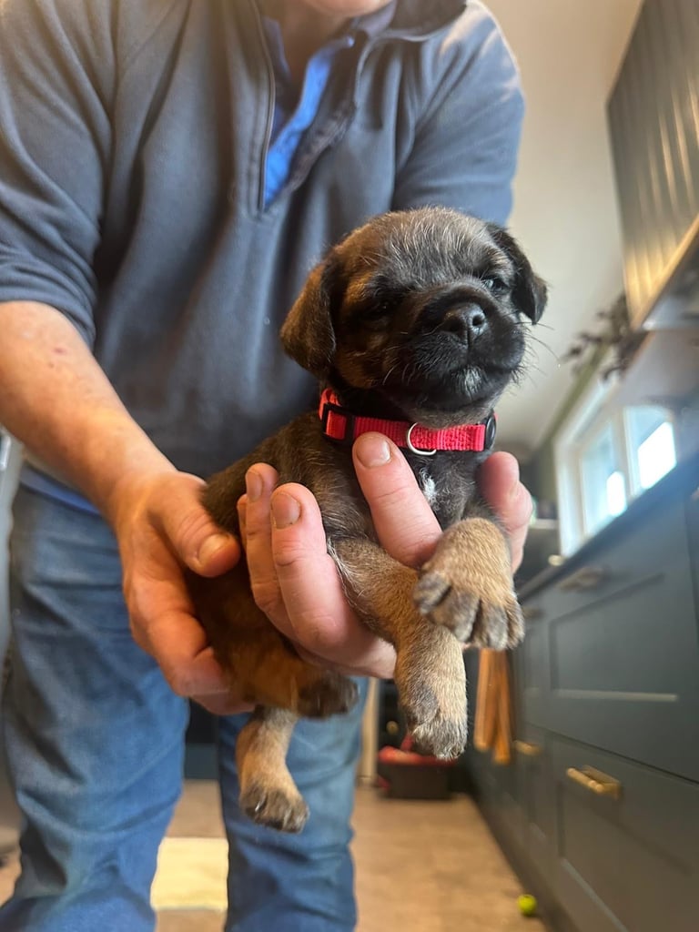 Border Terrier Pups 