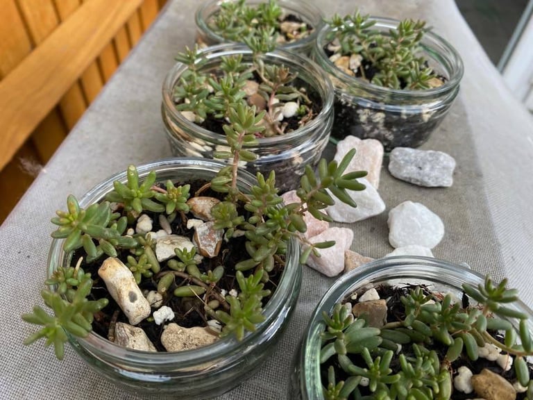 White Stonecrop in little glass container