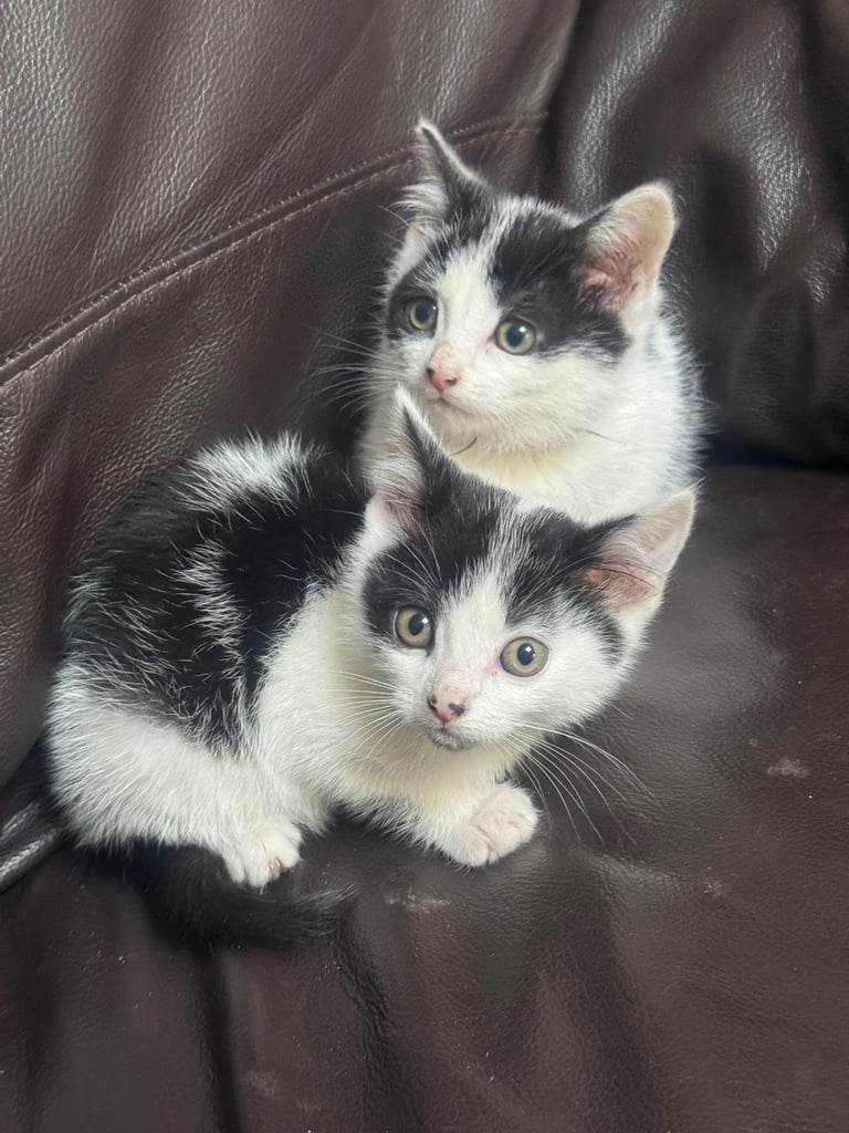 image for Two nice kittens boys for sale