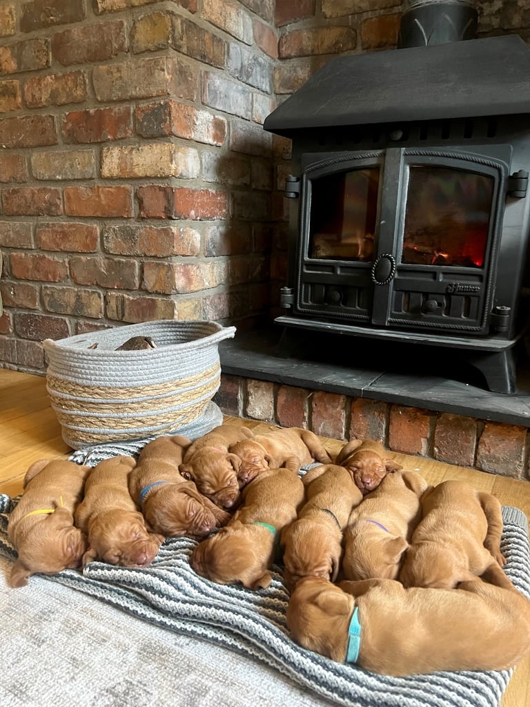 11 KC reg Hungarian Vizsla Puppies