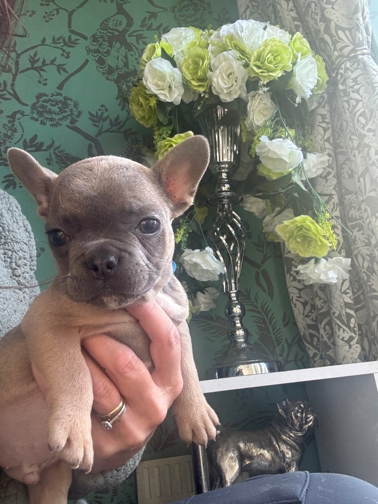 Frenchie boys and girls homie x Apollo lines 