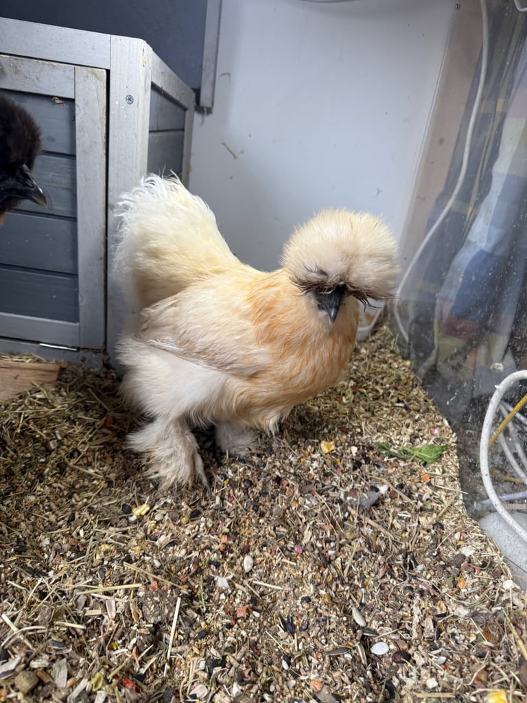 Indoor silkie chickens