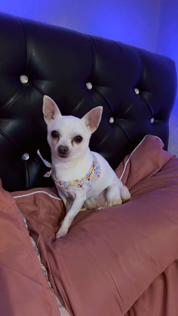 Beautiful little chi ❤️