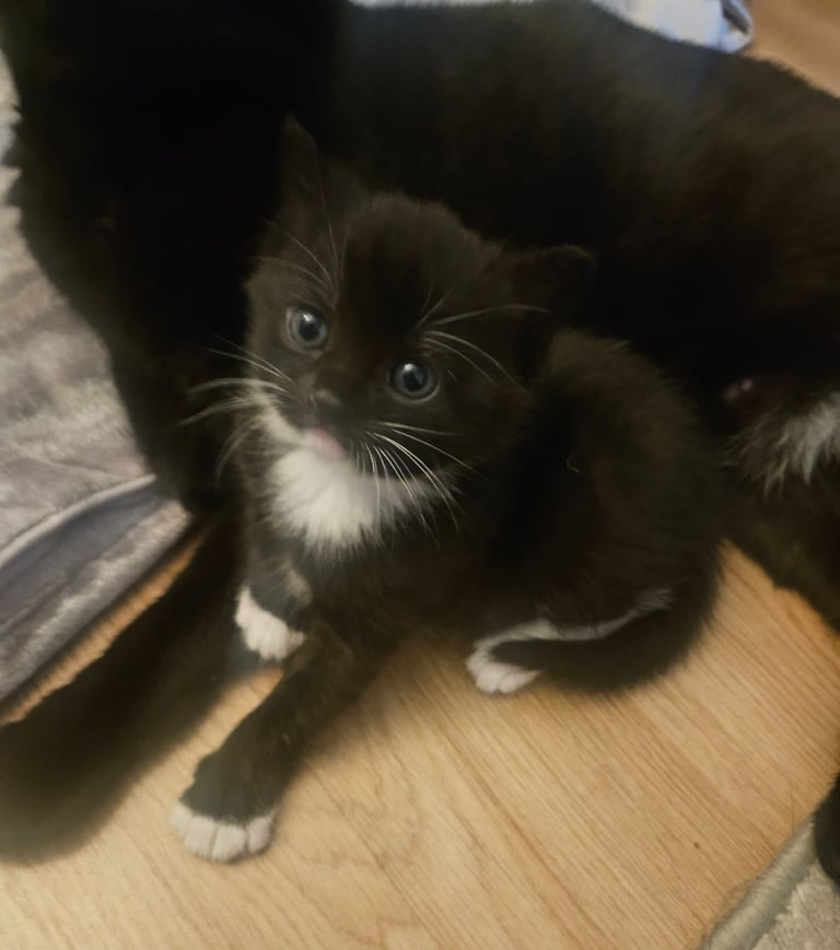 2 kittens available. 